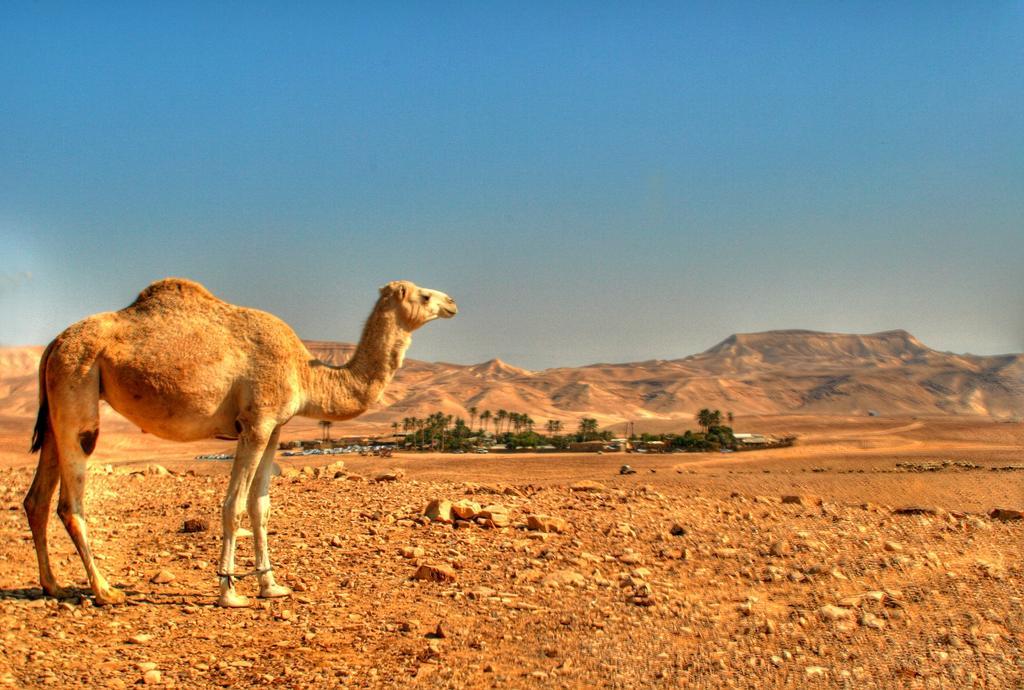 Kfar Hanokdim Arad Bagian luar foto